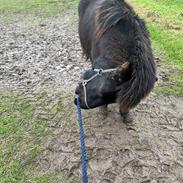 Islænder Keisari af Skelgården - Solgt 