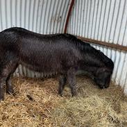 Islænder Keisari af Skelgården - Solgt 