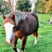 Welsh Pony af Cob-type (sec C) Thers Painted Princess RIP