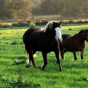 Welsh Pony af Cob-type (sec C) Thers Painted Princess RIP