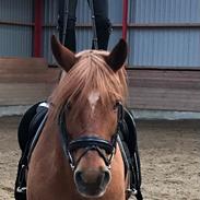 Anden særlig race Fernando