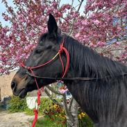 Oldenborg Drisdal's Lady Celina R.I.P