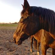 Oldenborg Drisdal's Lady Celina R.I.P