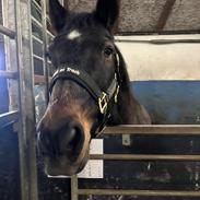 Irsk Sportspony Racing ringo (solgt)