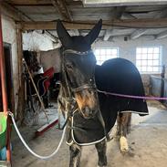 Irsk Sportspony Racing ringo (solgt)