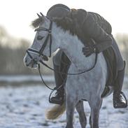Welsh Mountain (sec A) Tanggårds Murphy (Eddie)