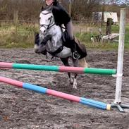 Welsh Mountain (sec A) Tanggårds Murphy (Eddie)