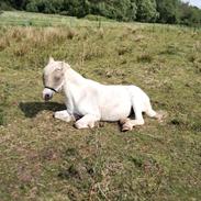 Welsh Mountain (sec A) Snehvide (Sne)