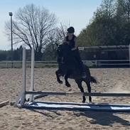 Anden særlig race Savannah