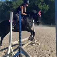 Anden særlig race Savannah