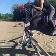 Anden særlig race Savannah