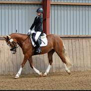 Welsh Pony af Cob-type (sec C) Jack Sparrow