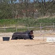 Trakehner Komet Sct. Olav