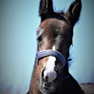 Oldenborg Sunshine dreams delight