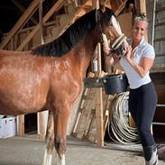 Welsh Cob (sec D) Lord Lenn