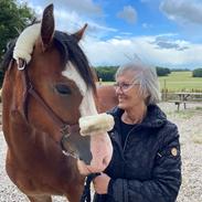 Welsh Cob (sec D) Lord Lenn