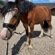 Welsh Cob (sec D) Lord Lenn