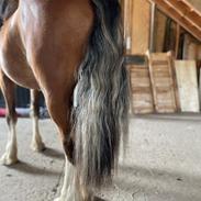 Welsh Cob (sec D) Lord Lenn