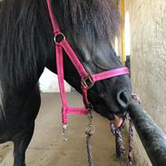 Islænder Lára fra sønderby 