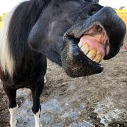 Islænder Lára fra sønderby 