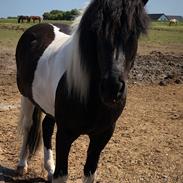 Islænder Lára fra sønderby 