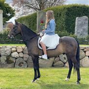 DSP Rotterdam’s Dream Dancer