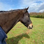 DSP Rotterdam’s Dream Dancer