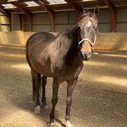 DSP Rotterdam’s Dream Dancer