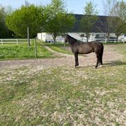 DSP Rotterdam’s Dream Dancer