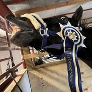 DSP Rotterdam’s Dream Dancer