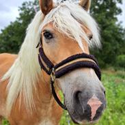 Haflinger Bella