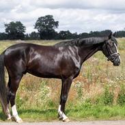 Dansk Varmblod Jack Daniels