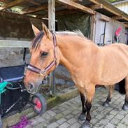 Fjordhest Bertha louise