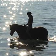 Tysk Sportspony Pyrus