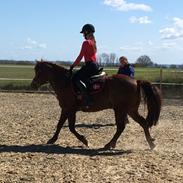 Tysk Sportspony Pyrus