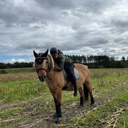 Anden særlig race | Odin 