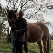 Anden særlig race | Odin 