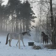 Anden særlig race Fakhir e'jaaz