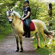 Fjordhest Anna Godthåb 