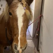 Islænder Sunna tøndborg