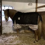 Islænder Sunna tøndborg