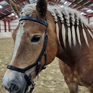 Haflinger Tottrupgaards Bellis