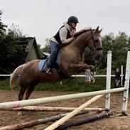 Quarter Our mister Hollywood ( Woody)