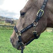 Quarter Our mister Hollywood ( Woody)