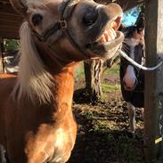 Haflinger Pepsi