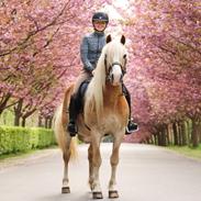 Haflinger Aslan