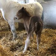 Anden særlig race Røglegaardens Dakota