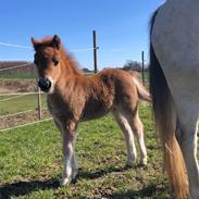 Anden særlig race Røglegaardens Dakota