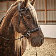 Irish Cob The Silverpatriot Van de godterstraat