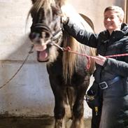 Irish Cob The Silverpatriot Van de godterstraat